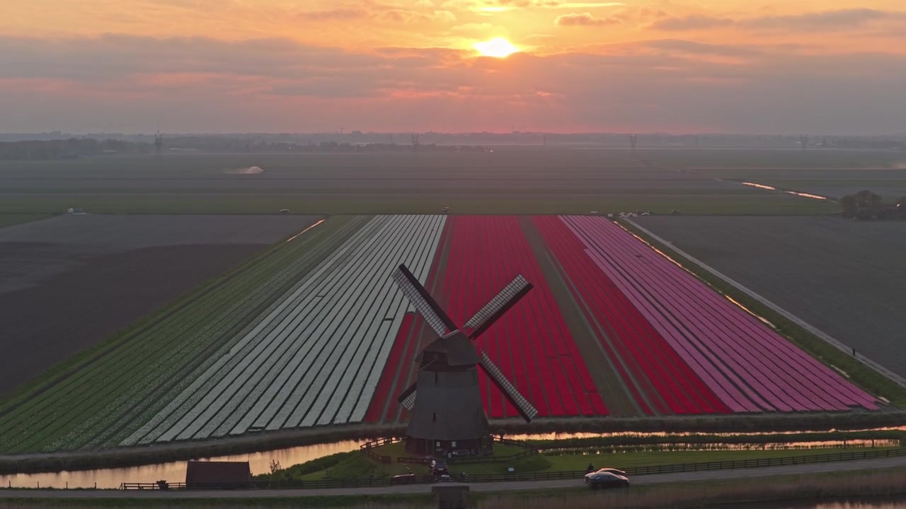 Vista aerea di un mulino a vento olandese e campi di tulipani colorati all'alba