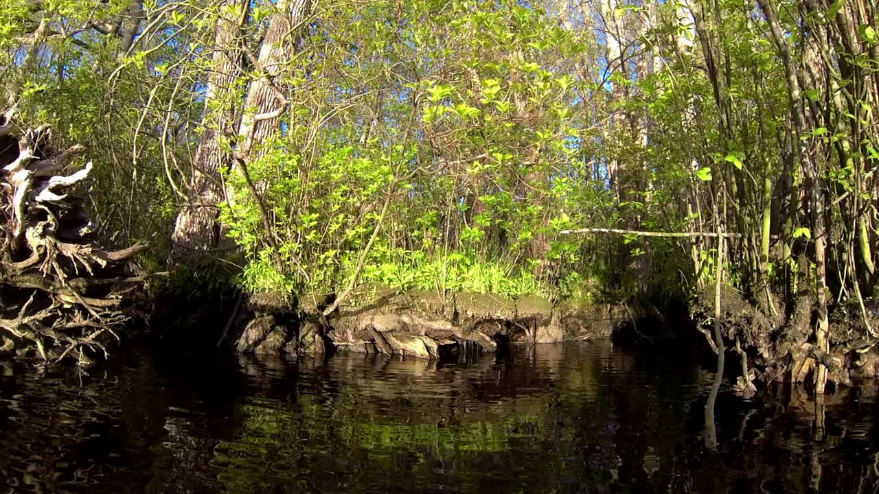 Boat-mounted forward trucking shot advances toward dense thicket on shore. Rippled sunlight reflects off water onto plants.