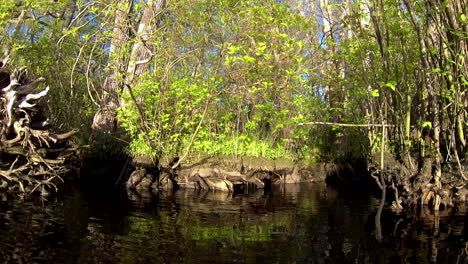 boat-mounted forward trucking shot advances toward dense thicket on shore. rippled sunlight reflects off water onto plants.