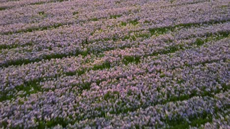 Flying-above-a-blooming-phacelia-field-while-drone-tilts-up-camera-towards-the-rising-sun-over-Pilis-mountains