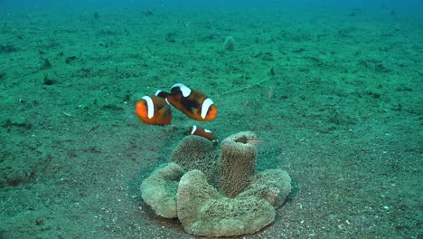 saddle back anemone fishes swimming over sea anemone on ocean floor wide angle shot