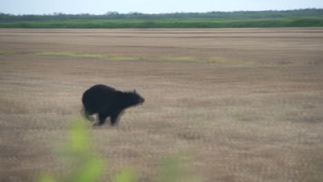 Oso-Negro-Corriendo-Por-Un-Campo-Abierto-En-El-Este-De-Carolina-Del-Norte