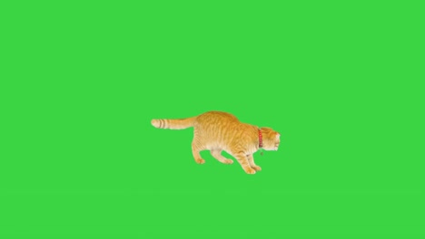 the orange ginger cat prowling and searching for something on a green screen, chroma key