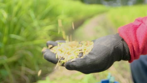 Mano-Sosteniendo-Granos-De-Arroz-Amarillentos