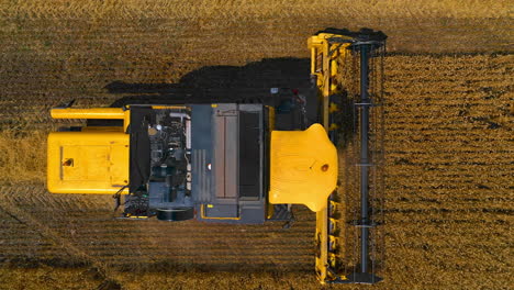agriculture machine working in wheat field. top down view of combine harvester agricultural machine collecting golden ripe wheat on the field