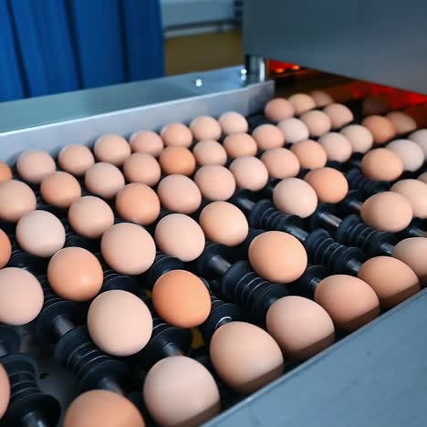 Egg production line in action on the chicken farm. Sorting eggs at factory conveyor. Eggs production inside poultry factory. Close-up