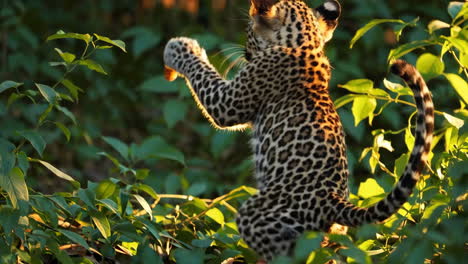 leopard cub in the wild