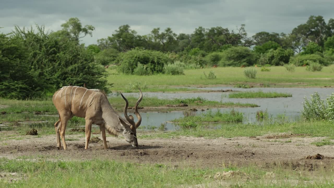 Wide shot of a kudu bull antelope walking away after having a drink, Savuti Botswana.