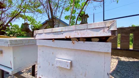 Toma-Deslizante-De-Abejas-Enfriando-La-Colmena-En-Un-Día-Caluroso-Con-Sus-Alas