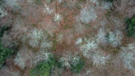 aerial footage flying low over bare tree tops and pine trees, then stopping above a flowing river for a few seconds