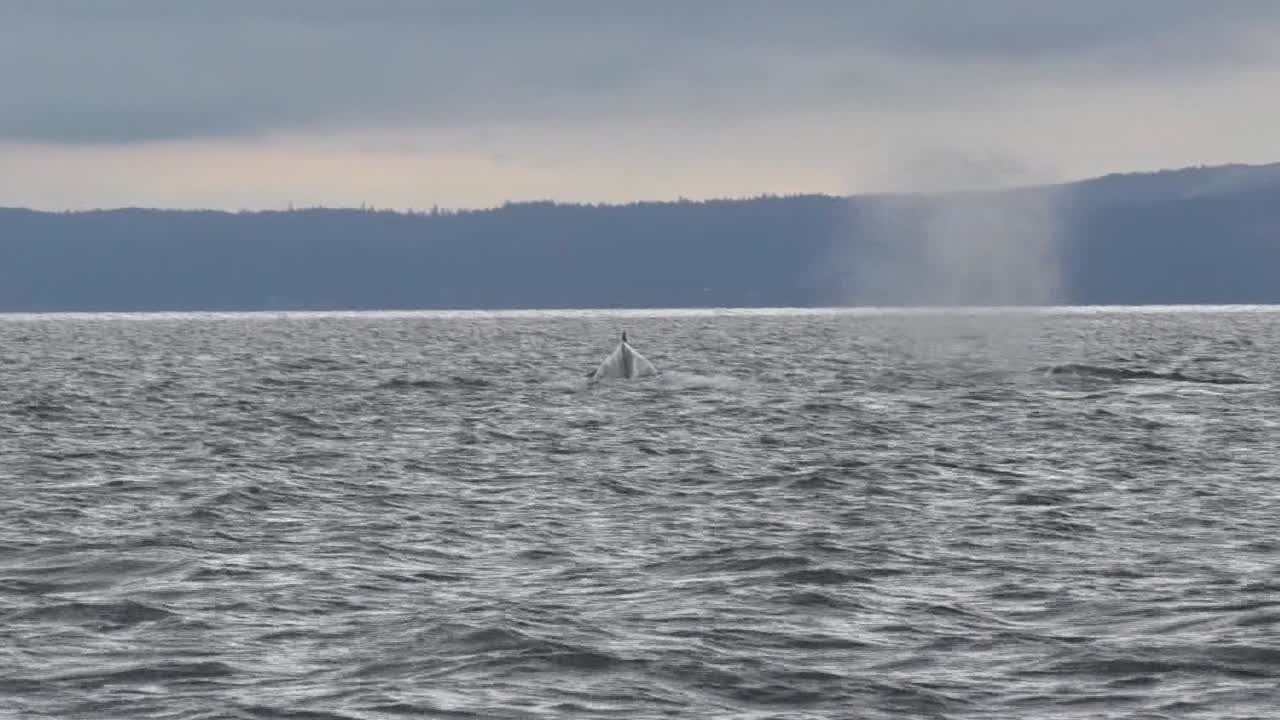 캐나다의 고래 꼬리