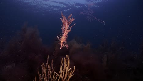 Dragón-De-Mar-Frondoso-Con-Huevos-4k-Cámara-Lenta-Sur-De-Australia