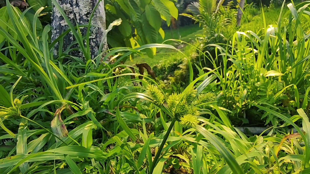 Grama verde e plantas silvestres crescendo em um jardim ensolarado.