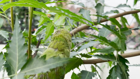 Closeup-shot-of-Rose-ringed-parakeet,-also-known-as-Ringneck-Parrot,-on-a-tree