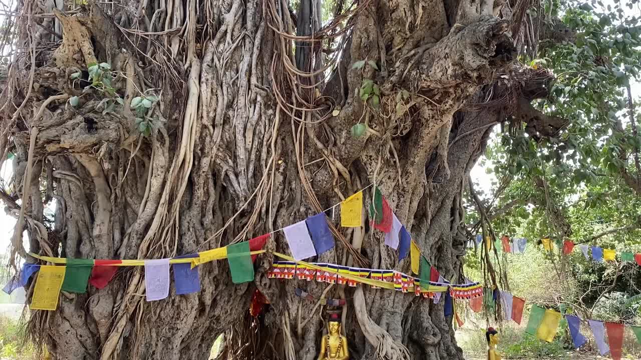 L'albero dove Gautama Buddha era solito meditare nei primi tempi a Bodh Gaya, India.