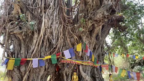 the tree where gautam buddha use to meditate in early days in bodh gaya, india