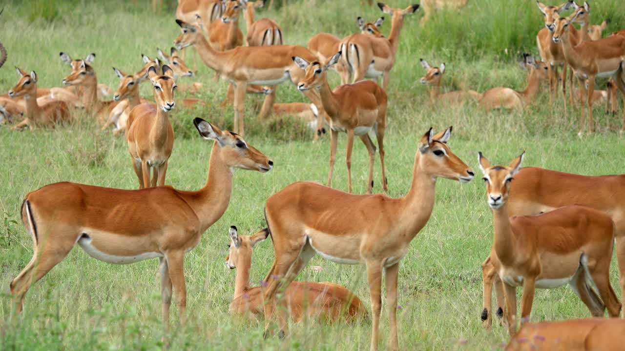 Large herd of impala taking a rest and grazing in the savanna during daytime, static