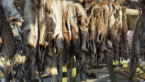 Close-up-panning-shot-of-dryish-hanging-on-a-wooden-rack