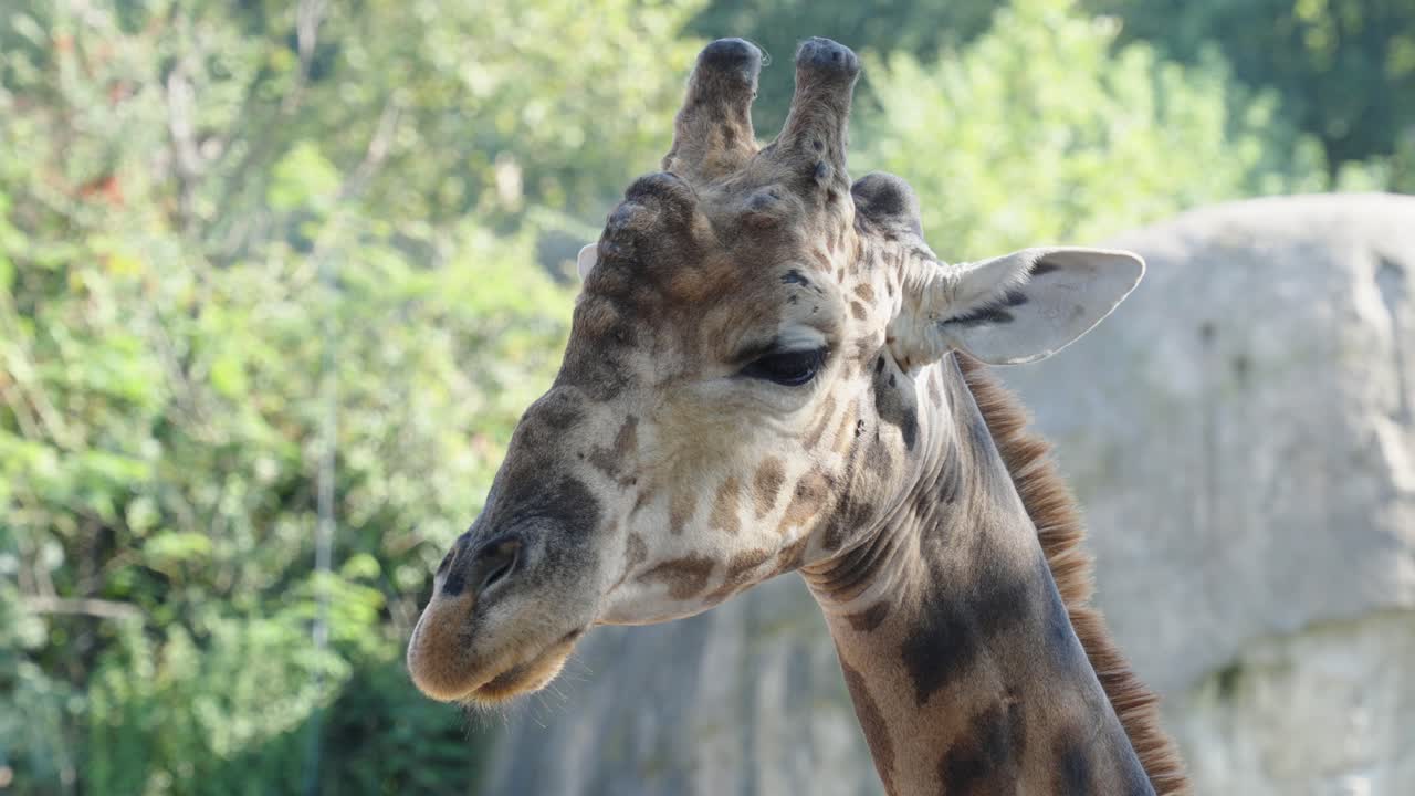 Primo piano della testa di una giraffa africana ferma all'ombra