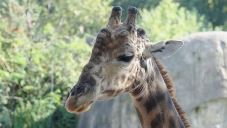 Nahaufnahme-Des-Kopfes-Einer-Afrikanischen-Giraffe,-Die-Still-Im-Schatten-Steht