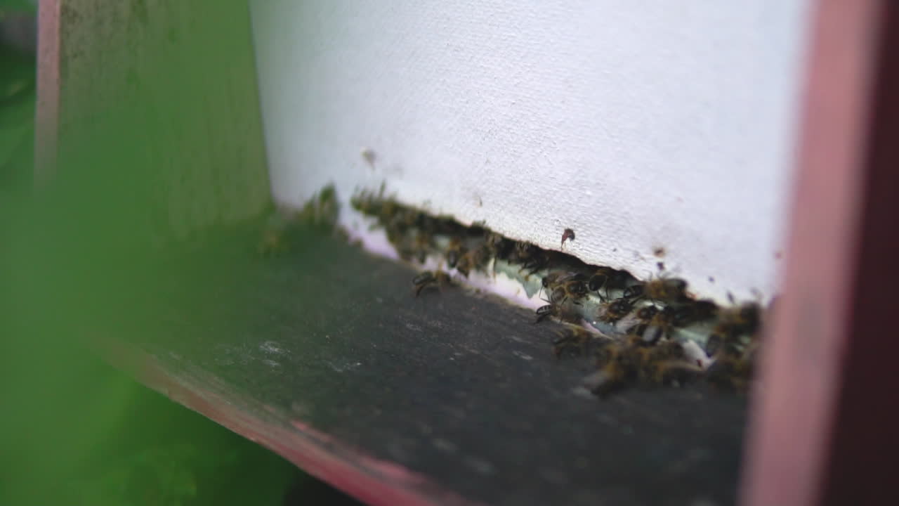 abejas volando por su colmena