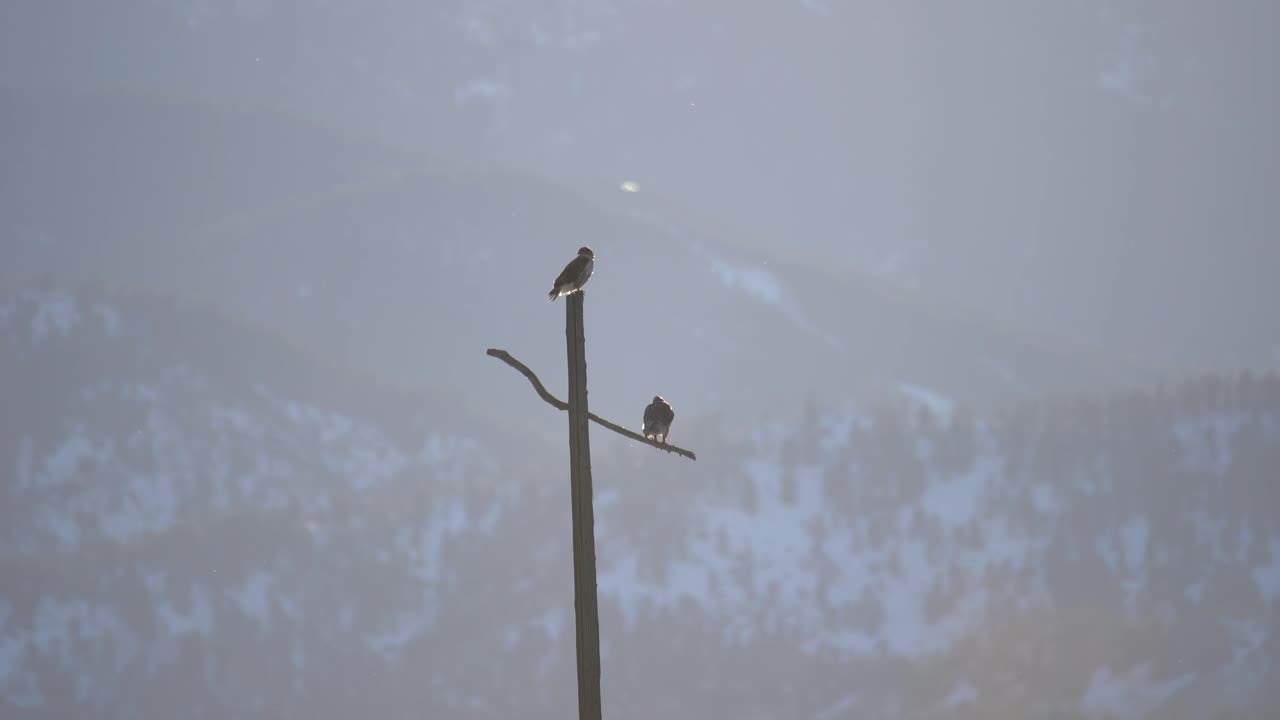 유틸리티 포스트에 자리 잡은 한 쌍의 붉은 꼬리 매