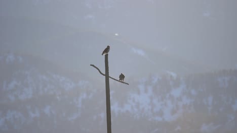 a pair of red tailed hawks perching on a utility post