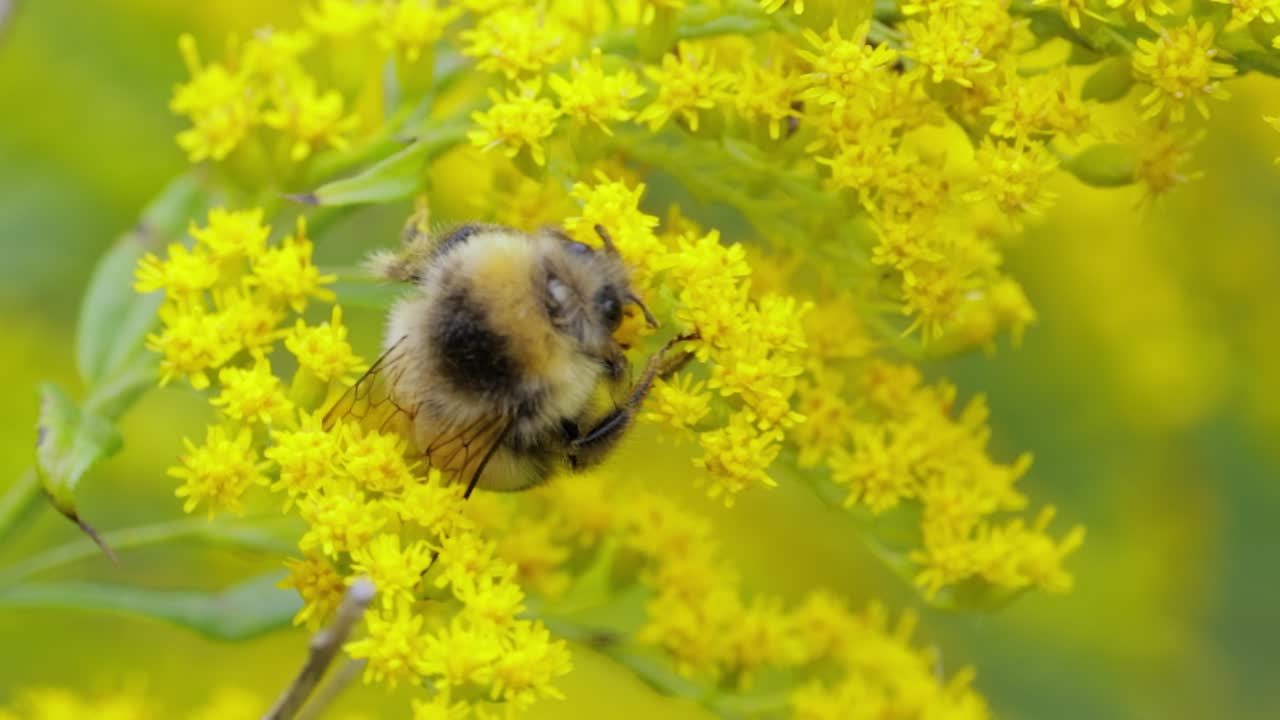 Mamangava peluda polinizando e recolhendo néctar da flor amarela da planta.