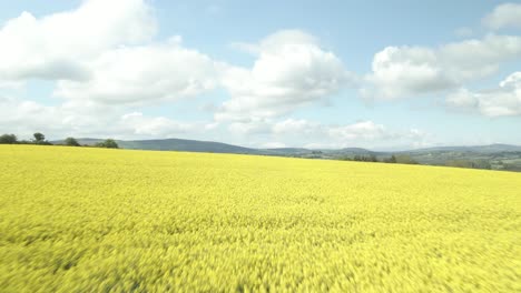 Rapeseed-Yellow-Flowers-In-Full-Bloom-During-Summer-In-Countryside-Of-Wexford,-Ireland