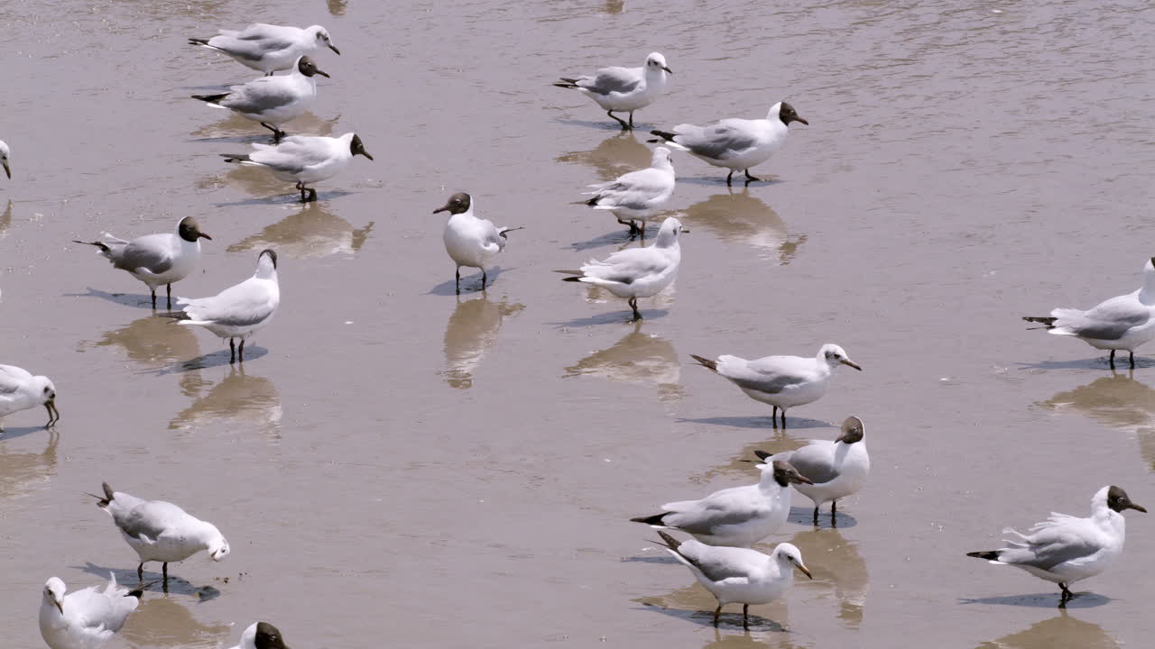 이동하는 해파리, 샌드파이퍼 및 다른 펠라기 새들은 동남아시아의 해안 지역에 위치한 유역 진에서 헤엄치고 있습니다.