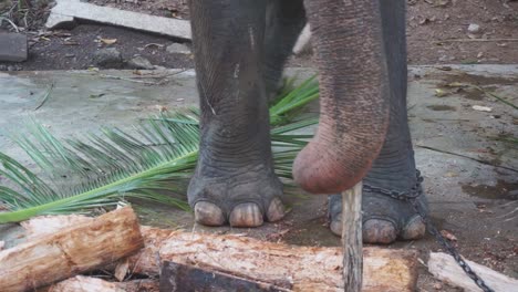 elefante del templo con los pies encadenados de pie sobre una losa de piedra