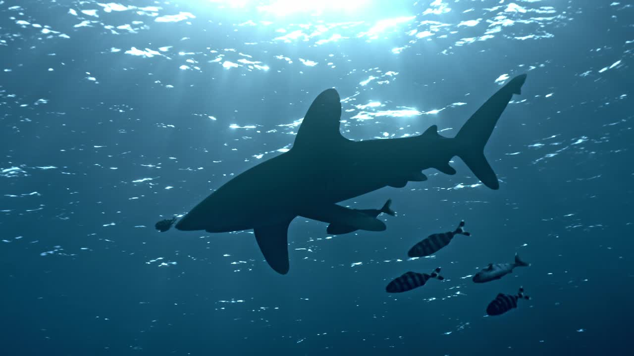 Encounter with a large pelagic Oceanic Whitetip Shark (Carcharhinus longimanus) accompanied by smaller Pilot Fish cruising near the surface in the deep blue waters of the Brothers Islands