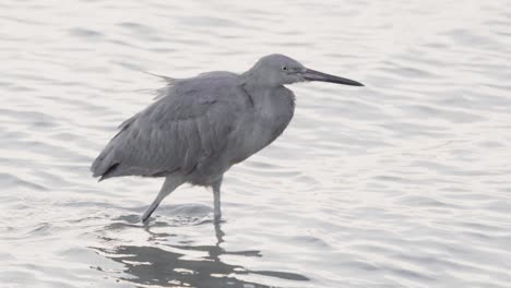 Kleiner-Blauer-Reiher,-Der-Ruhig-Und-Friedlich-In-Zeitlupe-Am-Ozeanwasser-Entlang-Läuft