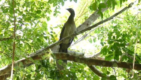 gran pájaro exótico, mirando a su alrededor desde la rama de un árbol, en un bosque tropical de panamá
