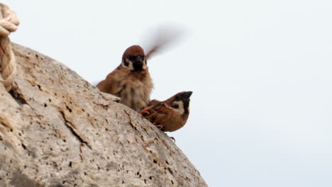 Couple-of-birds-standing-one-on-top-of-the-others,-concept-of-relationship-love-affair