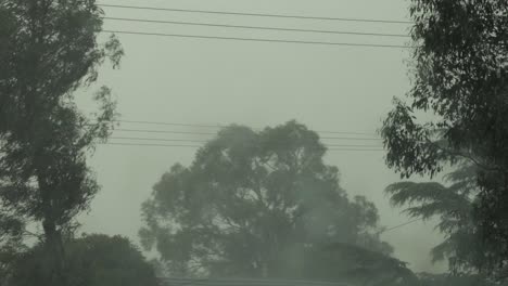 big gum tree in thunderstorm lots of wind lightning flash australia victoria gippsland maffra