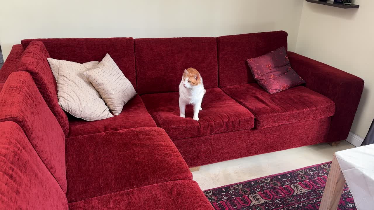 A cat on a sofa, in a suburban home in Cape Town, South Africa