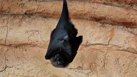 a bat hangs upside down with its wings wrapped around its body against a textured cave wall