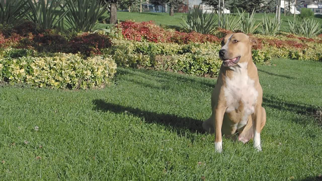 공원 에 앉아 있는 피트불