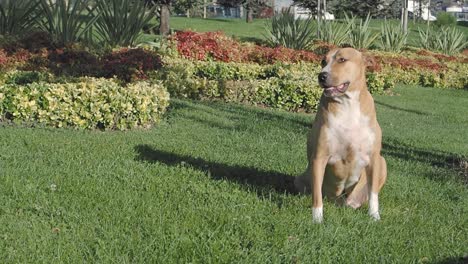 pitbull sitzt in einem park