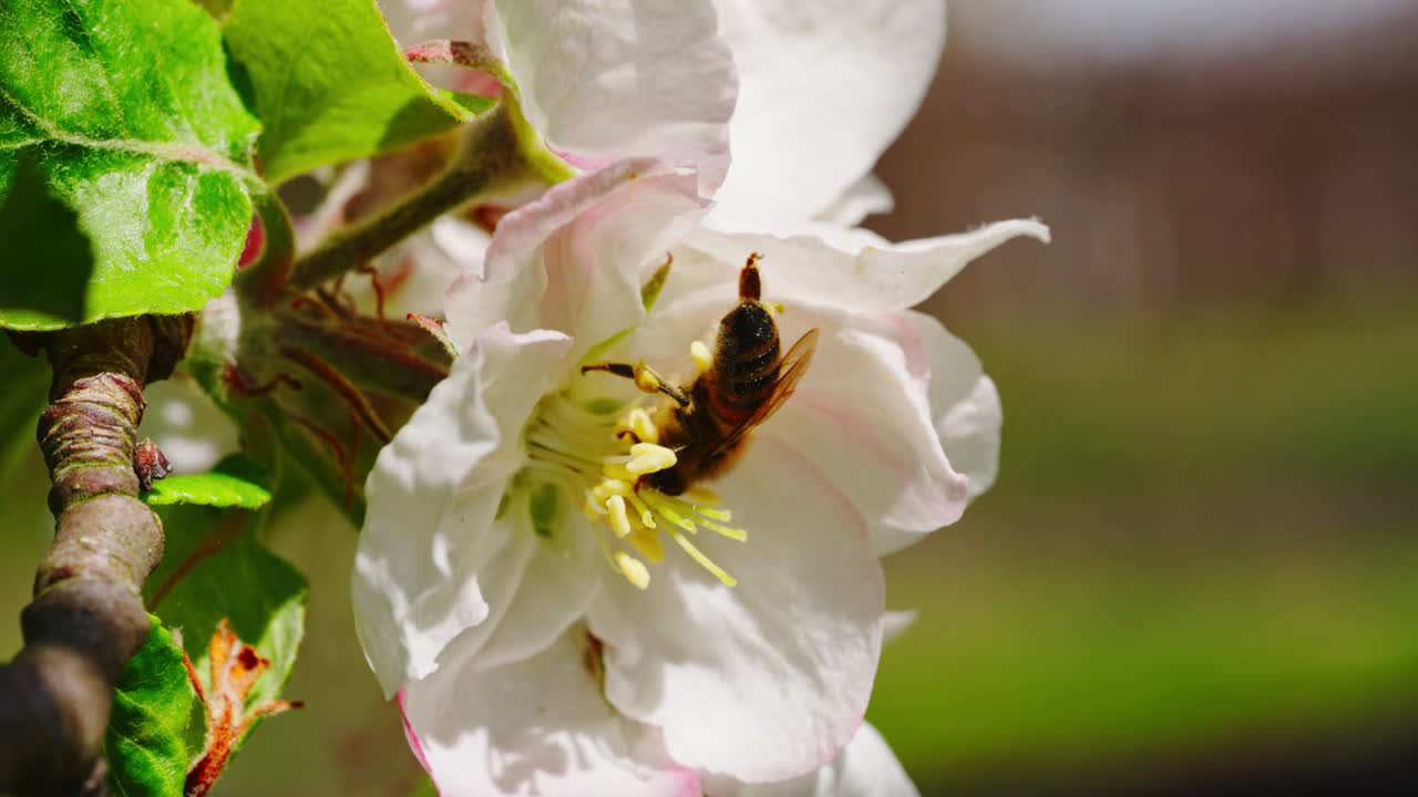 Honey bee pollinating an apple tree blossom, close-up on vibrant petals