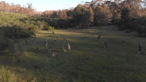 herd of kangaroos hopping around field at sunset