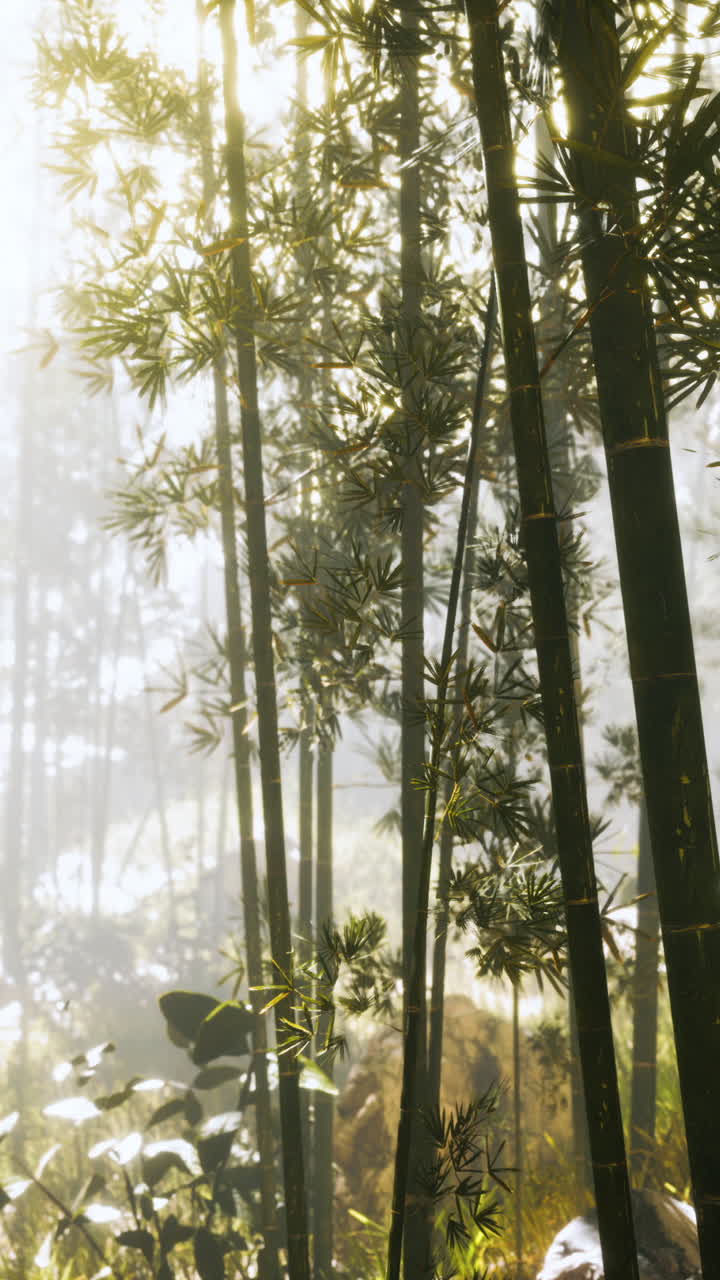 tranquilo bosque de bambú en la niebla matinal