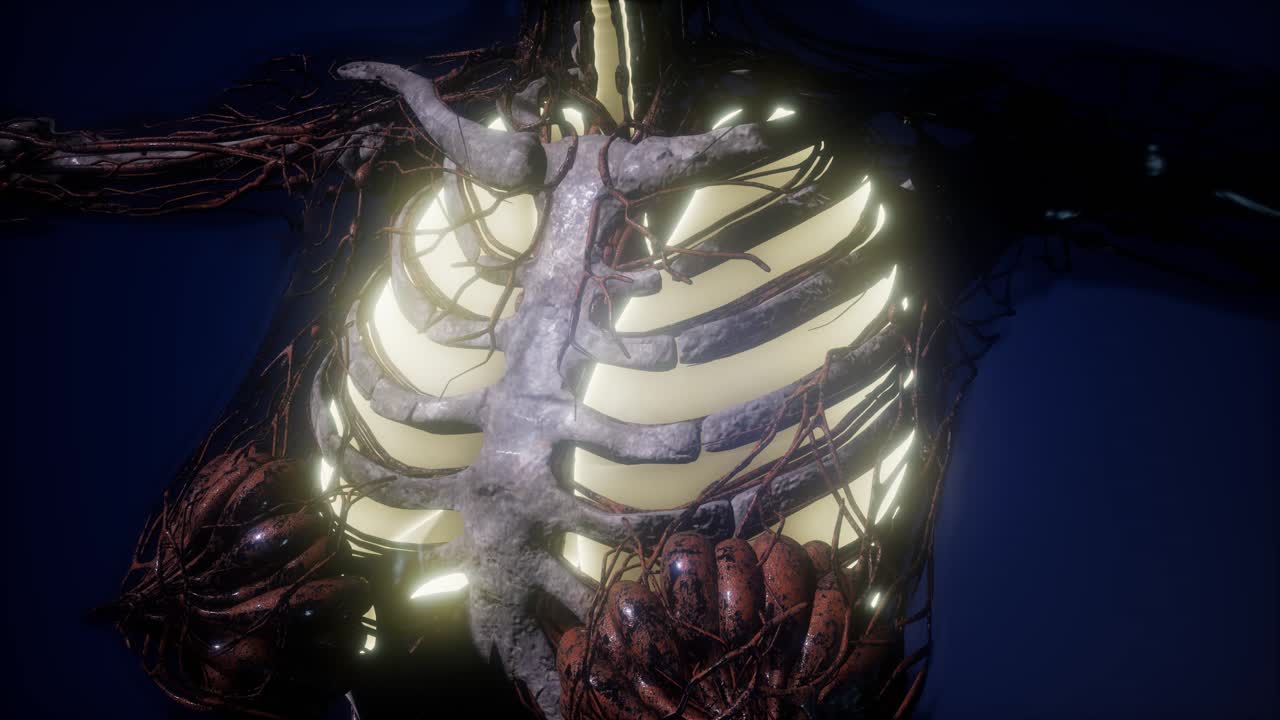 눈에 띄는 폐를 가진 인간의 몸