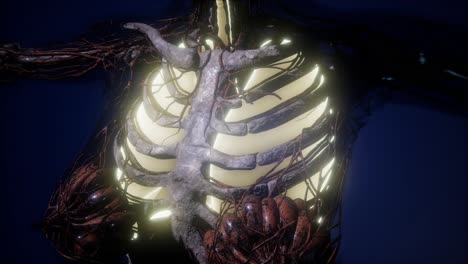 cuerpo humano con pulmones visibles
