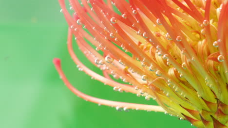 pincushion protea with bubbles