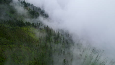 clouds cover the dense forest in nepal along with the landscape and green vegetation