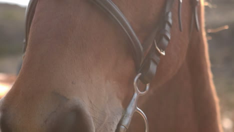 close up view of a horse head