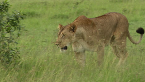 lion female walking right beside camera, masai mara, kenya