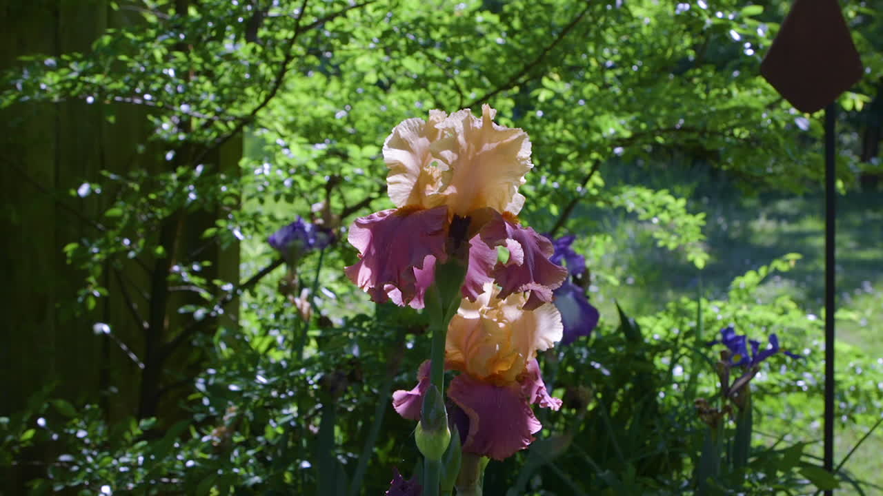 la flor de iris barbatula de color melocotón y rosa florece cerca de una valla de madera en un jardín del patio trasero durante una soleada y brillante tarde de primavera